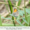 tomares callimachus vashlovani female 1